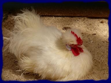 Cliquez pour agrandir l'image