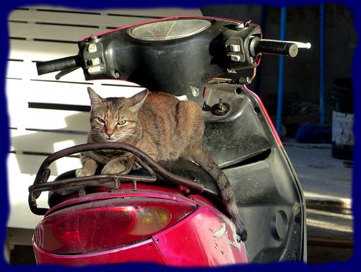 Cliquez pour agrandir l'image