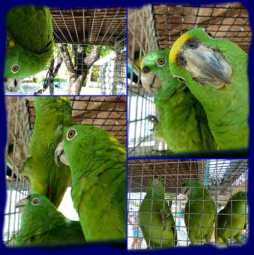 Cliquez pour agrandir l'image