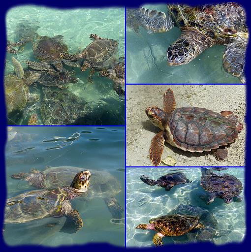 Cliquez pour agrandir l'image