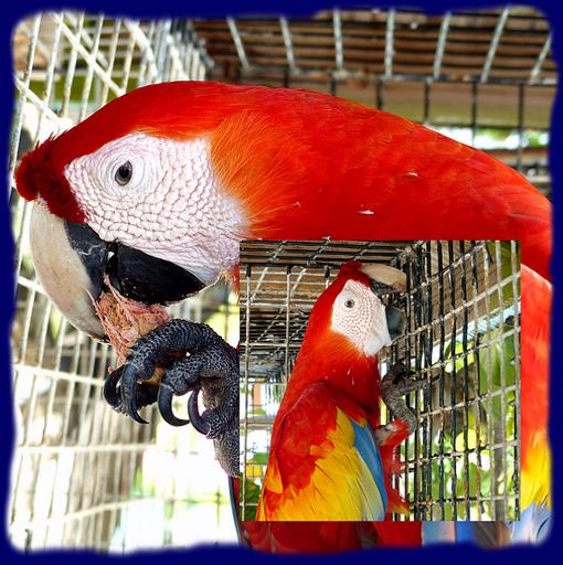 Cliquez pour agrandir l'image