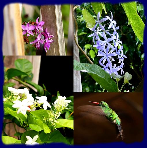 Cliquez pour agrandir l'image