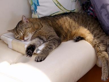 Cliquez pour agrandir l'image