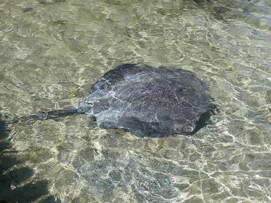 Cliquez pour agrandir l'image