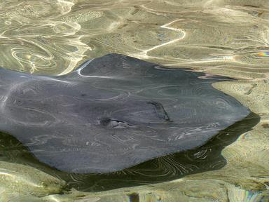 Cliquez pour agrandir l'image