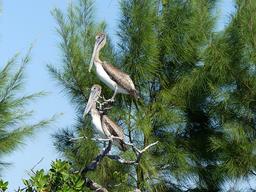 Cliquez pour agrandir l'image