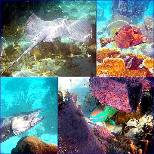 Cliquez pour agrandir l'image