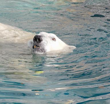 Cliquez pour agrandir l'image