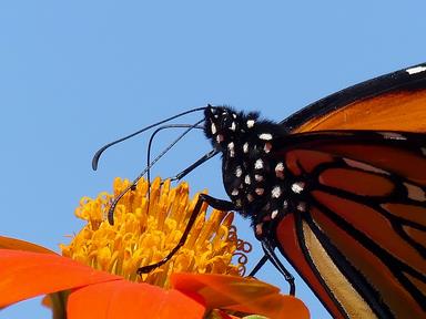 Cliquez pour agrandir l'image