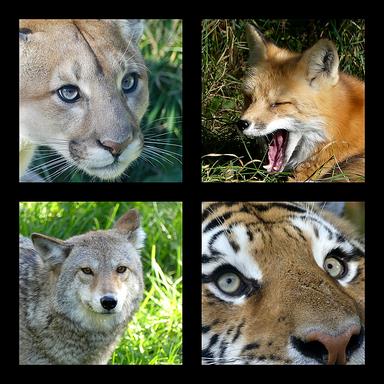 Cliquez pour agrandir l'image