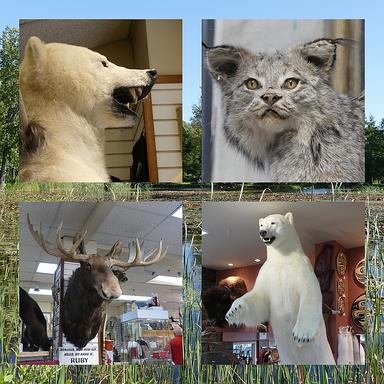 Cliquez pour agrandir l'image