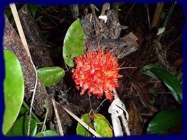 Cliquez pour agrandir l'image