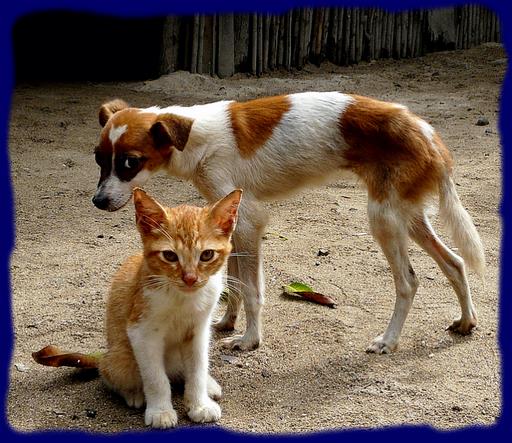 Cliquez pour agrandir l'image