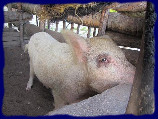 Cliquez pour agrandir l'image