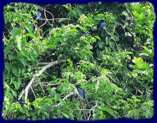 Cliquez pour agrandir l'image