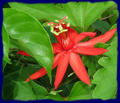 Cliquez pour agrandir l'image