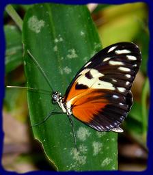 Cliquez pour agrandir l'image