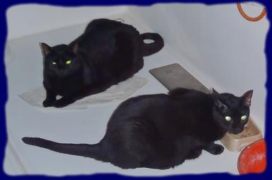 Cliquez pour agrandir l'image