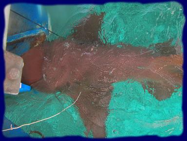 Cliquez pour agrandir l'image