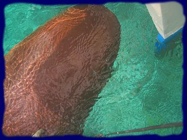 Cliquez pour agrandir l'image