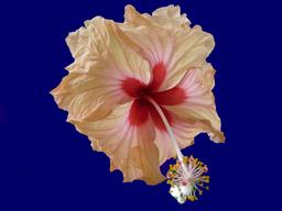 Cliquez pour agrandir l'image