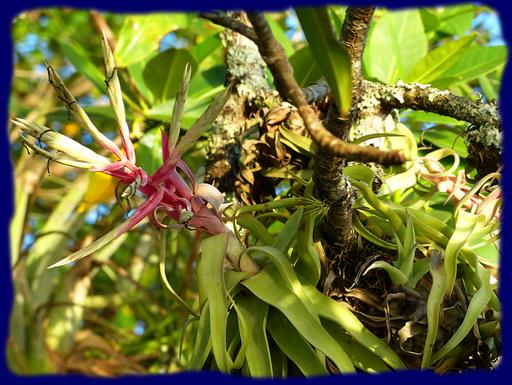 Cliquez pour agrandir l'image