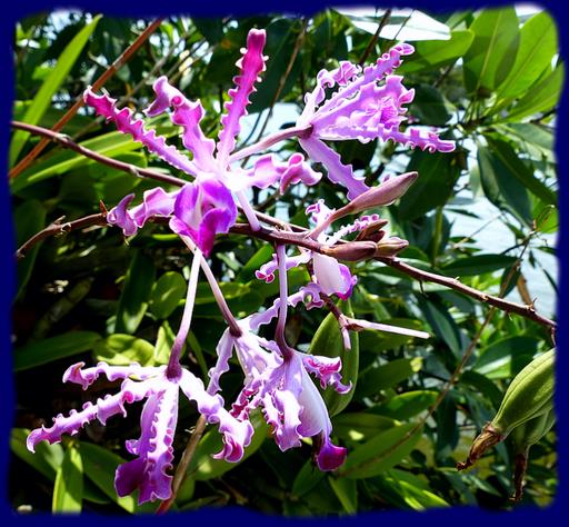 Cliquez pour agrandir l'image