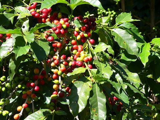 Cliquez pour agrandir l'image