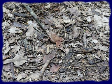 Cliquez pour agrandir l'image