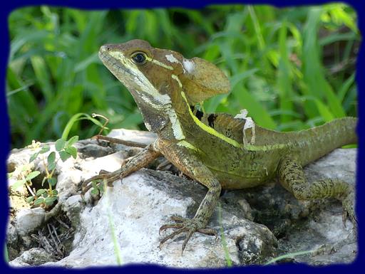 Cliquez pour agrandir l'image