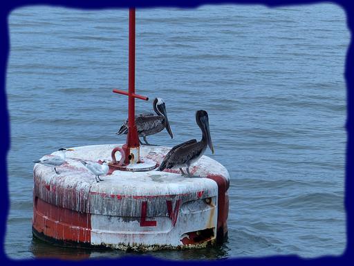 Cliquez pour agrandir l'image