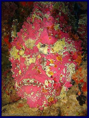 Cliquez pour agrandir l'image