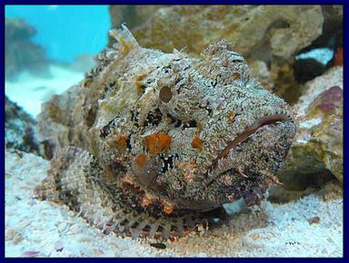 Cliquez pour agrandir l'image