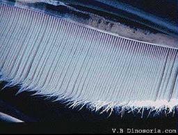 Cliquez pour agrandir l'image