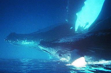 Cliquez pour agrandir l'image