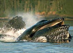 Cliquez pour agrandir l'image