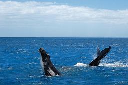 Cliquez pour agrandir l'image