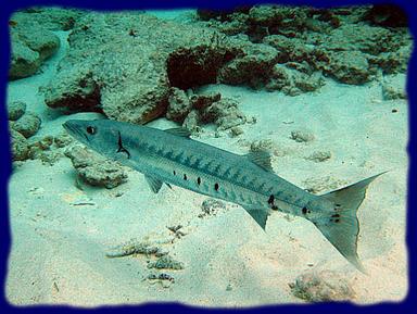 Cliquez pour agrandir l'image