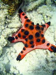 Cliquez pour agrandir l'image