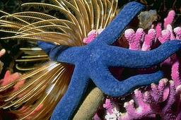 Cliquez pour agrandir l'image