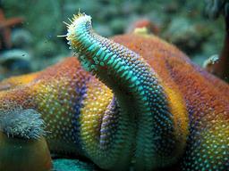 Cliquez pour agrandir l'image