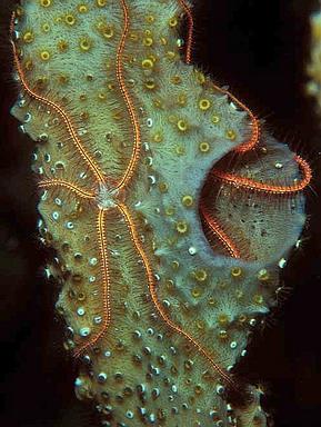 Cliquez pour agrandir l'image