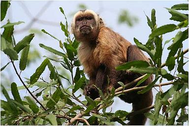 Cliquez pour agrandir l'image