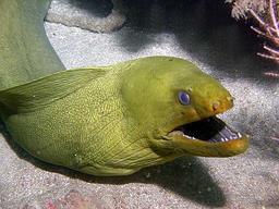 Cliquez pour agrandir l'image