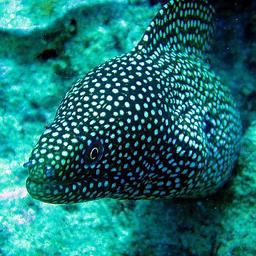 Cliquez pour agrandir l'image