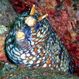 Cliquez pour agrandir l'image