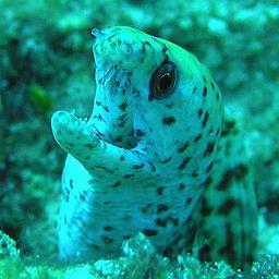 Cliquez pour agrandir l'image