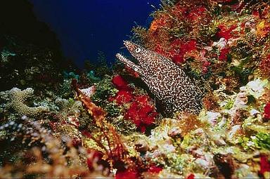 Cliquez pour agrandir l'image