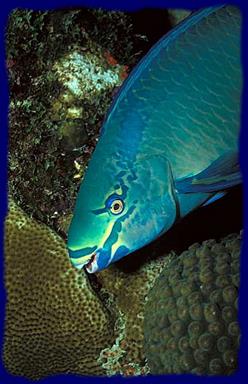 Cliquez pour agrandir l'image