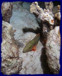 Cliquez pour agrandir l'image